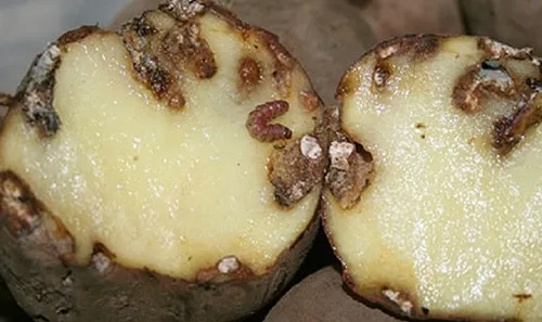Клубень с личинками картофельной моли.