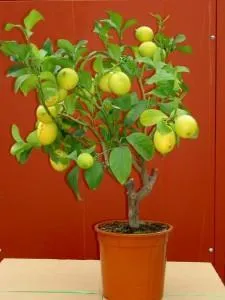 Лимон с плодами