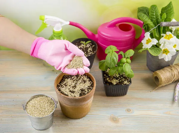 С помощью вермикулита улучшают почву для выращивания домашних растений и рассады