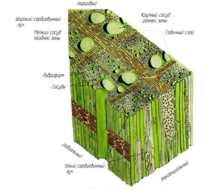 микроскопическое строение древесины лиственных пород