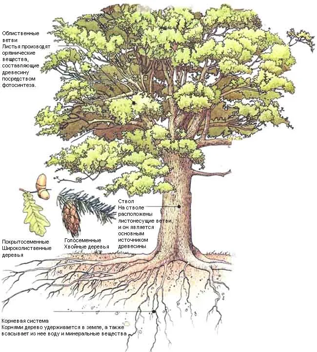 Живое дерево с описанием структуры