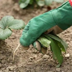Как применять гербициды от сорняков на картофеле
