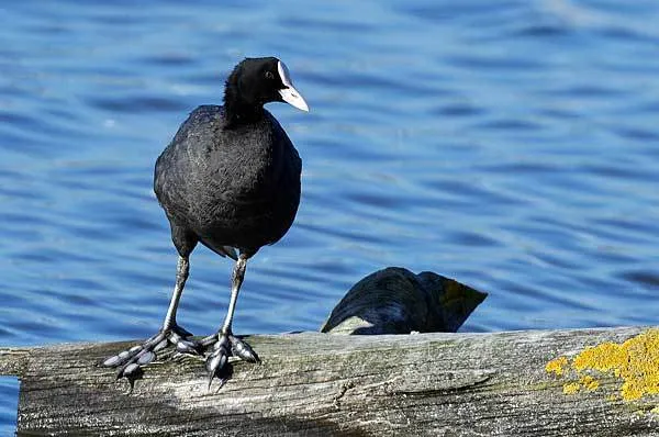 Черная птица: утка с белым клювом называется лысуха, фото, описание