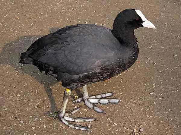 Черная птица: утка с белым клювом называется лысуха, фото, описание