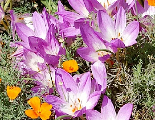 осенние цветы в саду, названия и фото - безвременник