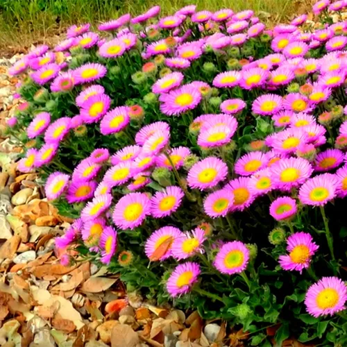 Создаём настроение в саду: осенние цветы, их фото и названия