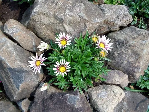 осенние цветы в саду, названия и фото - гацания (газзания) на альпийской горке