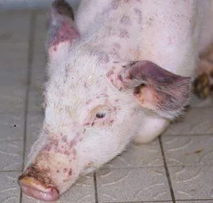 Признаки, симптомы и лечение пастереллеза свиней, профилактика