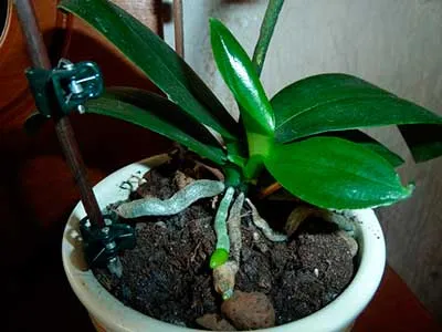детка-орхидеи-фаленопсис-фото
