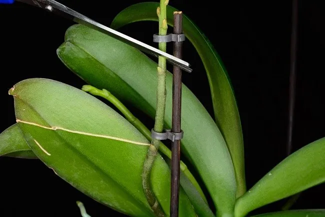 Обрезка цветоноса орхидеи