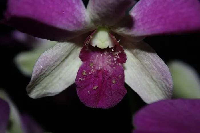 Тля уничтожает не только вегетативные органы орхидей. Она заселяет кончики цветочных стрелок, высасывая соки из почек, портит цветки и бутоны.