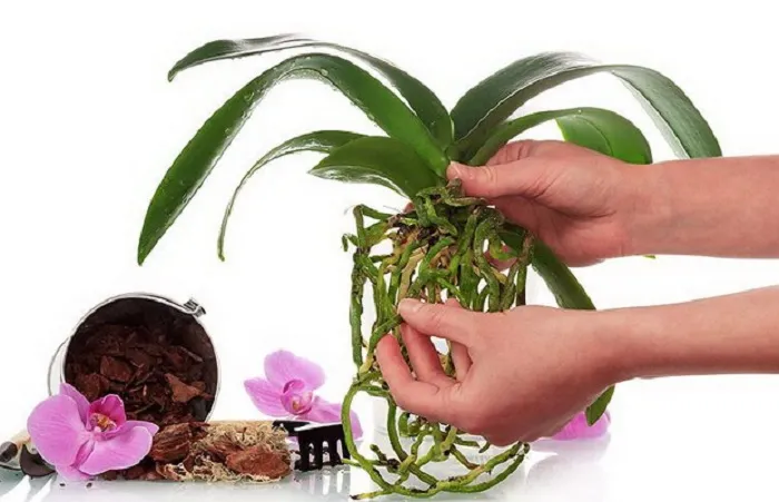 Тля может ползать по всей орхидее, даже по корням. Поэтому по возможности нужно распылять инсектицид не только по вегетативным частям, но и по корневой системе растения.