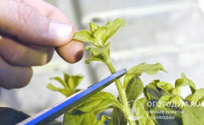 Считается, что петунию прищипывать правильно сразу после того, как на стебле появятся 4-5 листочков