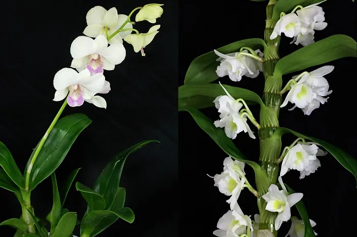 Дендробиуму фаленопсис (слева) устраивать прохладные периоды для стимуляции цветения не нужно. В отличие от нобиле (справа), он более неприхотлив и пластичен, не склонен «застревать» в покое.