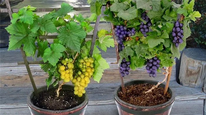 Как посадить и вырастить виноград в домашних условиях