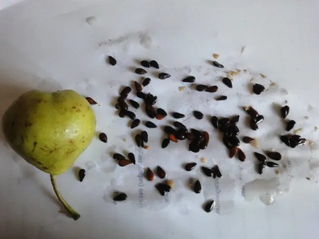 Как вырастить грушу из семечка в домашних условиях