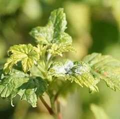 Powdery mildew on leaves of a blackcurrant.jpg