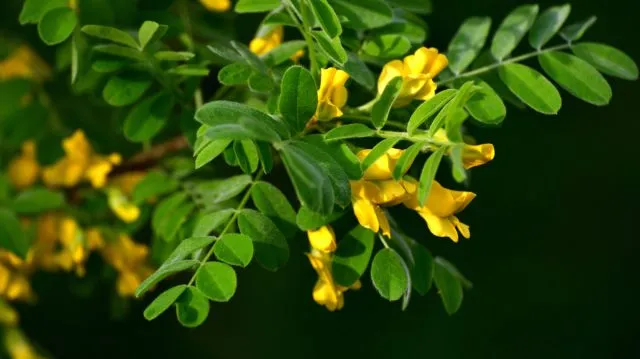 Жёлтая акация, или карагана древовидная (Caragana arborescens)
