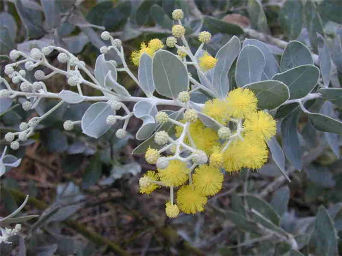 Акация подалириелистная (Acacia Podalyriifolia)