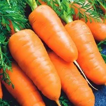 Морковь «Каротель»