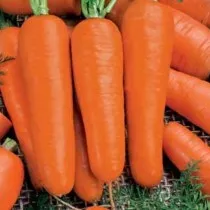 Морковь Королева осени
