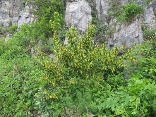 Дикорослый барбарис амурский