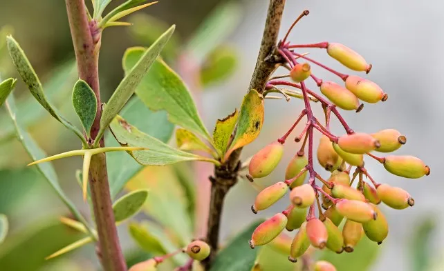 Bérberis vulgáris Lutea