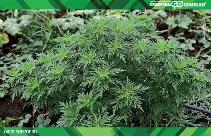 Амброзия — это не просто душистое растение, но и весьма устойчивый и вредный сорняк