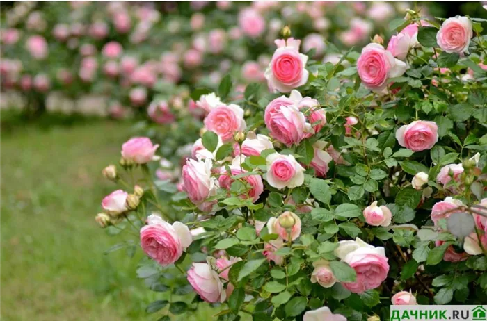 Отвечает эксперт: как отличить плетистую розу от обычной?