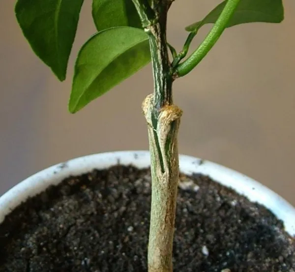 Каламондин цитрофортунелла - экзотический фрукт, что мы о не знаем? Выращивание каламондина в домашних условиях.