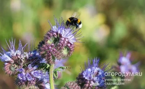 Пчелы – постоянные гости на участке, где распускаются пушистые соцветия фацелии