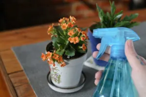 Основы ухода за каланхоэ: как правильно поливать цветок и когда это делать?