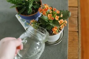 Основы ухода за каланхоэ: как правильно поливать цветок и когда это делать?