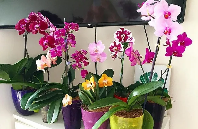 Красивая коллекция орхидей