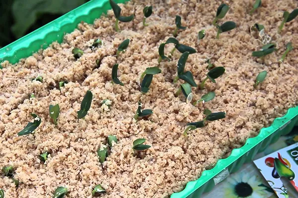 Проращивание семян перца в опилках