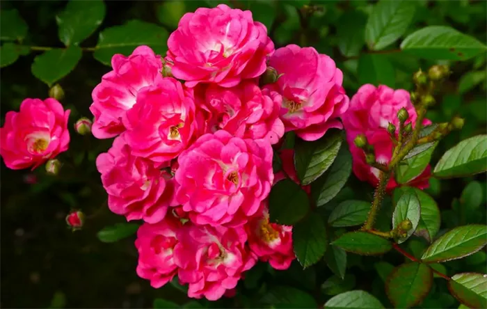 Обрезка полиантовых роз после цветения
