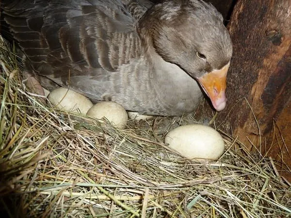 Яйцекладка гуся