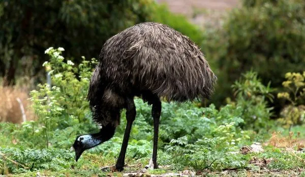 Фото: Птица страус эму