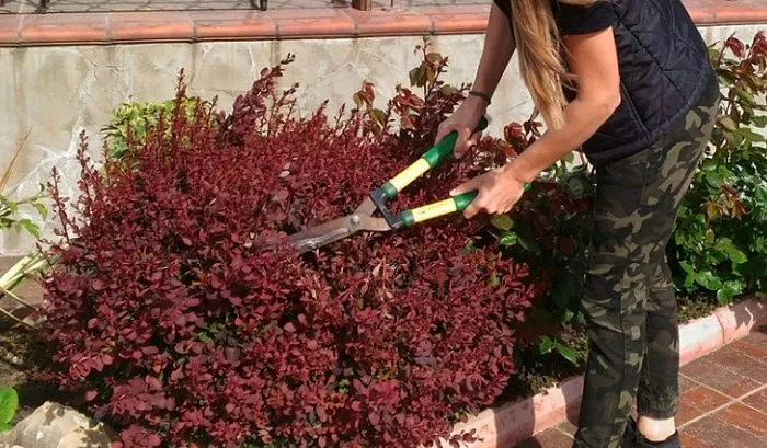 Как и когда обрезать барбарис: руководство для начинающих садоводов