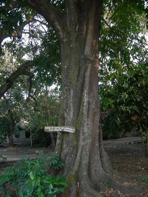 уникальное дерево