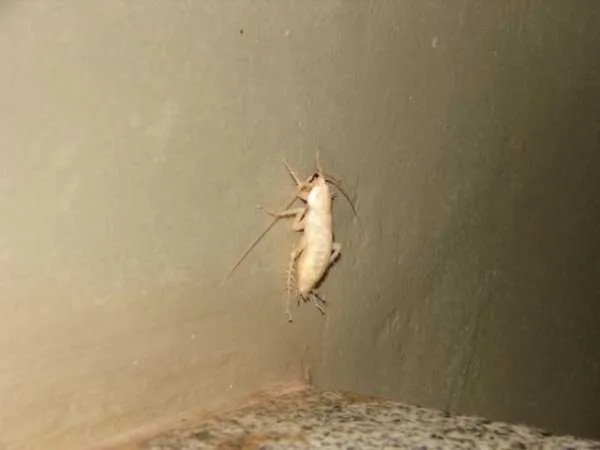 Белый таракан: почему приходит в квартиру и как с ним бороться