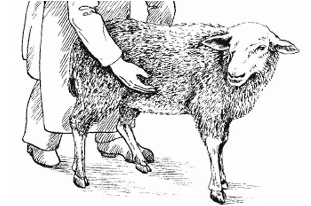 Беременность у овец
