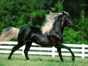 Лошадь мустанг