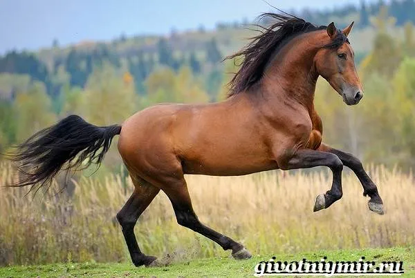 Гнедая-лошадь-Описание-виды-уход-и-цена-гнедой-лошади-1