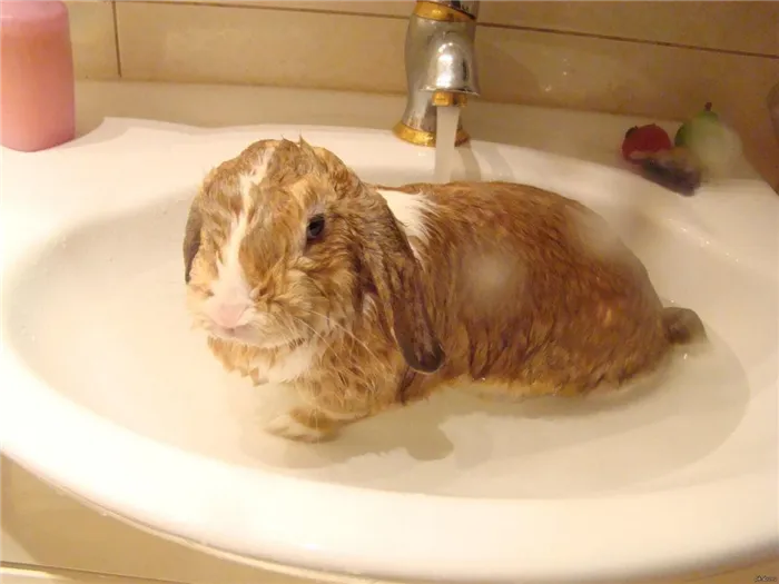 Как купать декоративного кролика