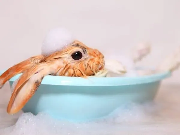 Кролик моется