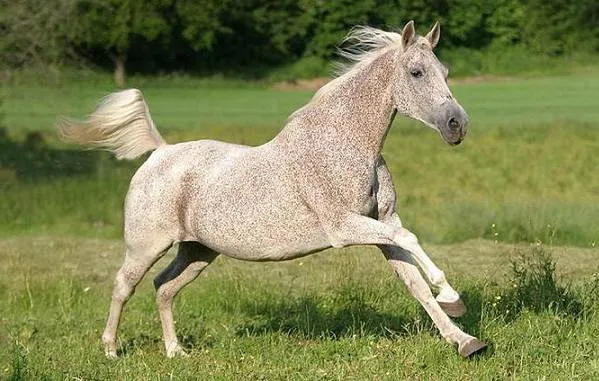 Масти-лошадей-Описание-особенности-и-названия-мастей-лошадей-22