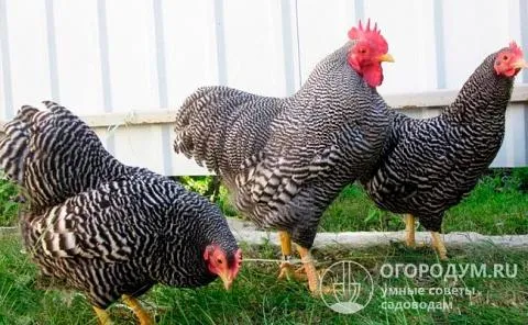 Амроксы имеют «кукушечный» («ястребиный» или полосатый) окрас оперения, обладают ярко выраженной аутосексностью, позволяющей определять пол суточных цыплят