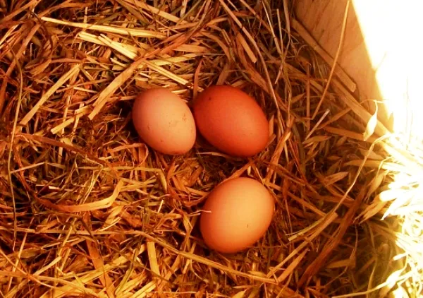 Яйца на сене в гнезде