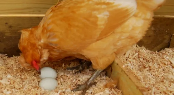 Несушка в гнезде с яйцами